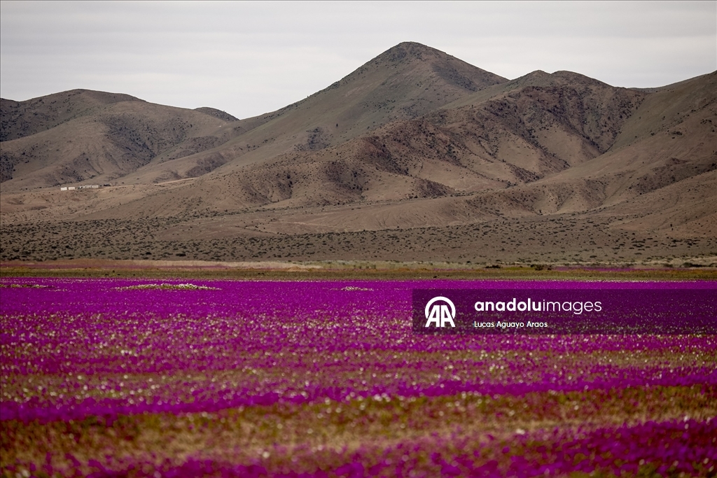 Dünyanın en kurak çölü olan Atacama Çölü, Şili’de olağandışı yağışların ardından çiçek açtı