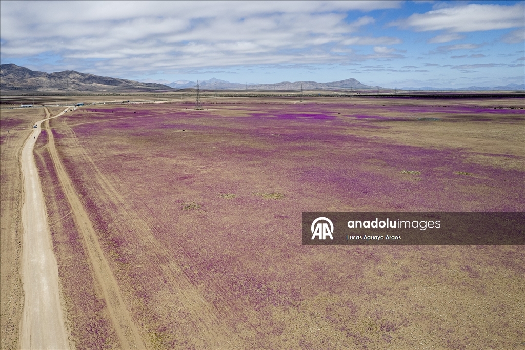 Dünyanın en kurak çölü olan Atacama Çölü, Şili’de olağandışı yağışların ardından çiçek açtı
