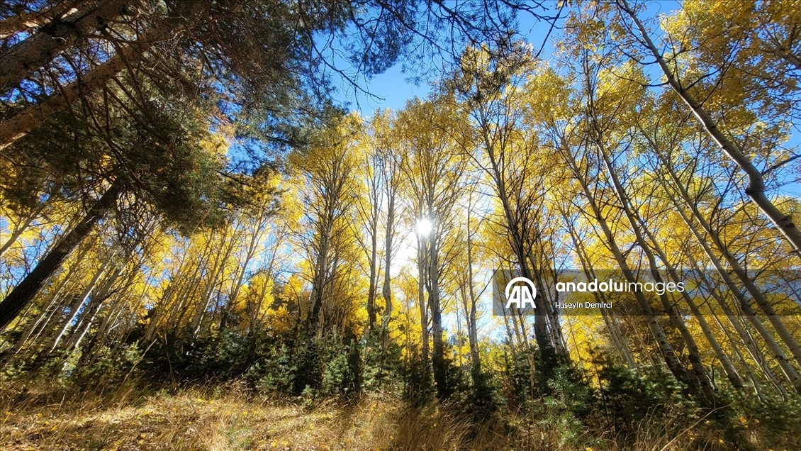 Kars'ın doğası sonbahar renkleriyle süslenmeye başladı