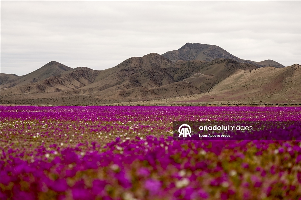 Dünyanın en kurak çölü olan Atacama Çölü, Şili’de olağandışı yağışların ardından çiçek açtı