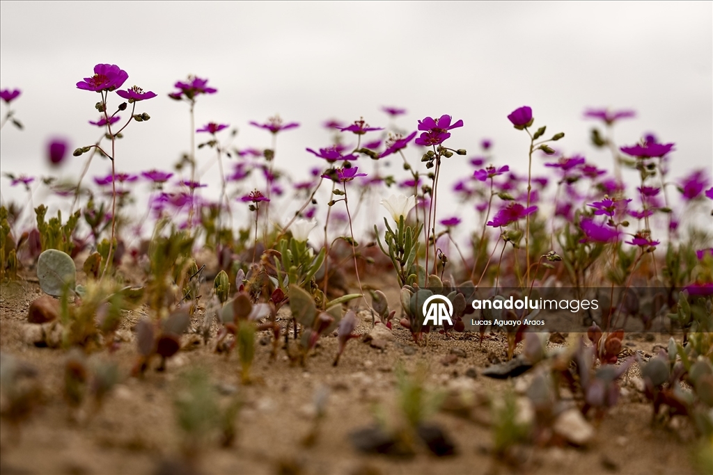 Dünyanın en kurak çölü olan Atacama Çölü, Şili’de olağandışı yağışların ardından çiçek açtı