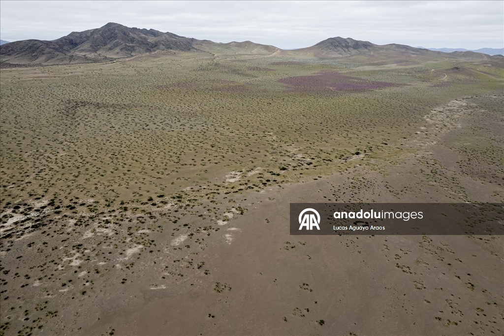 Dünyanın en kurak çölü olan Atacama Çölü, Şili’de olağandışı yağışların ardından çiçek açtı