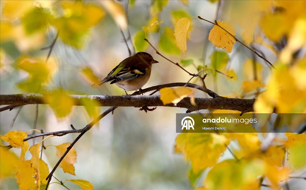 Kars'ın doğası sonbahar renkleriyle süslenmeye başladı