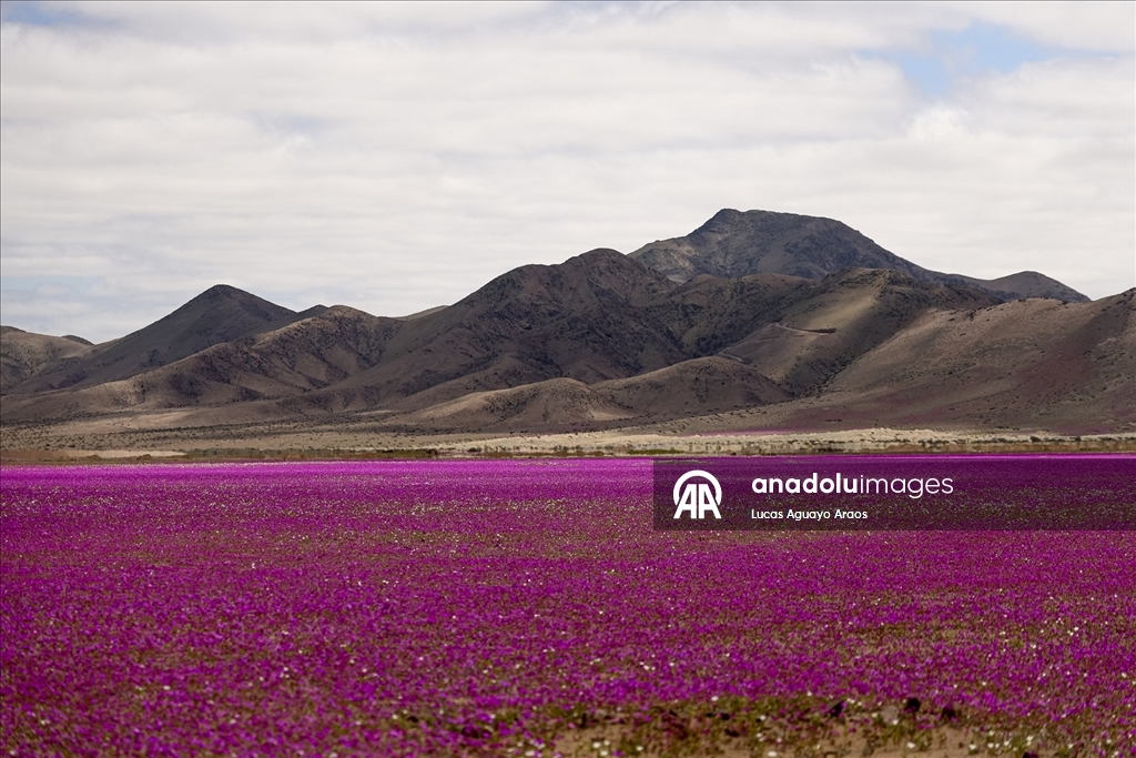 Dünyanın en kurak çölü olan Atacama Çölü, Şili’de olağandışı yağışların ardından çiçek açtı