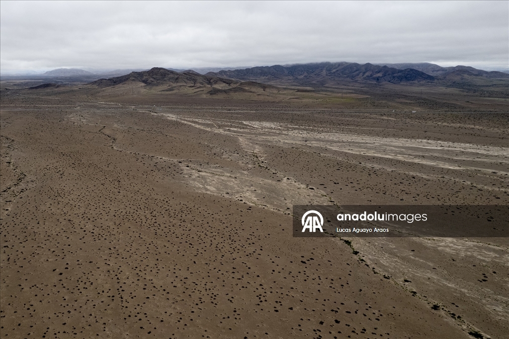 Dünyanın en kurak çölü olan Atacama Çölü, Şili’de olağandışı yağışların ardından çiçek açtı