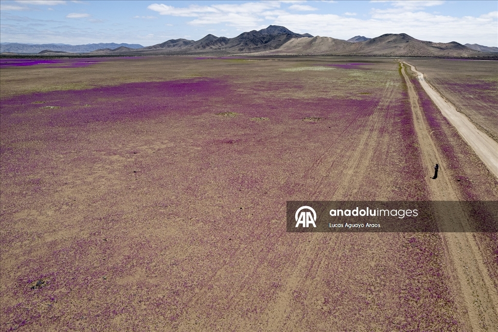 Dünyanın en kurak çölü olan Atacama Çölü, Şili’de olağandışı yağışların ardından çiçek açtı