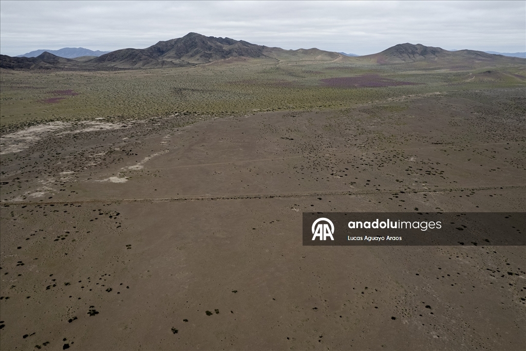 Dünyanın en kurak çölü olan Atacama Çölü, Şili’de olağandışı yağışların ardından çiçek açtı