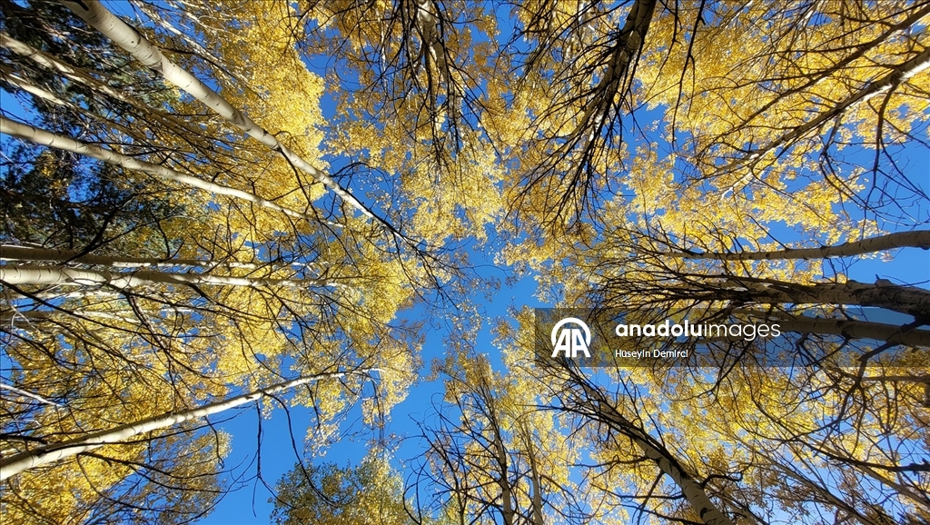 Kars'ın doğası sonbahar renkleriyle süslenmeye başladı