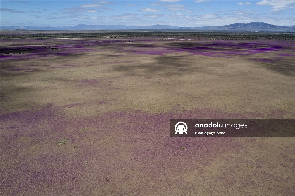 Dünyanın en kurak çölü olan Atacama Çölü, Şili’de olağandışı yağışların ardından çiçek açtı