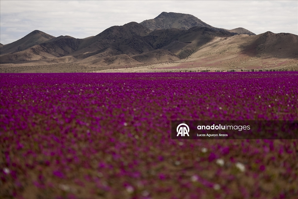 Dünyanın en kurak çölü olan Atacama Çölü, Şili’de olağandışı yağışların ardından çiçek açtı