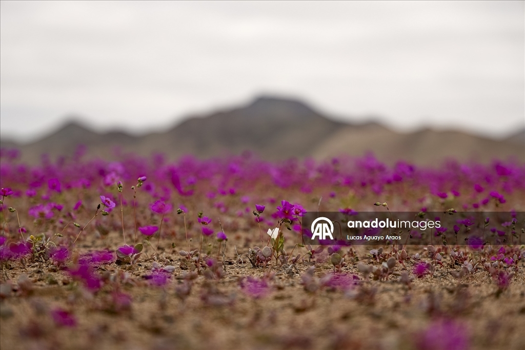 Dünyanın en kurak çölü olan Atacama Çölü, Şili’de olağandışı yağışların ardından çiçek açtı