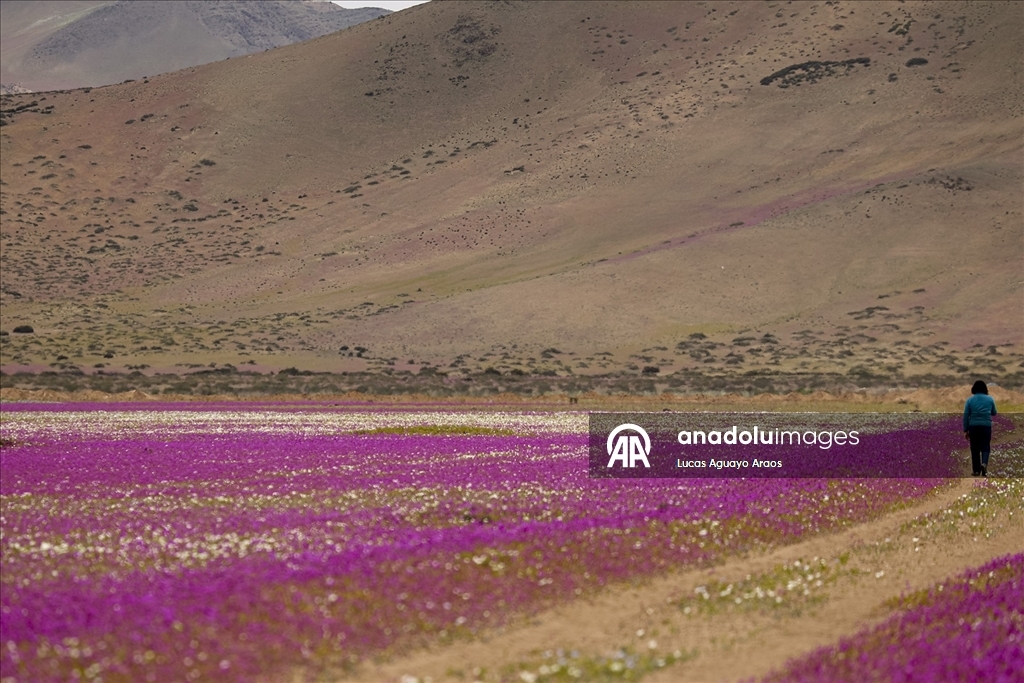 Dünyanın en kurak çölü olan Atacama Çölü, Şili’de olağandışı yağışların ardından çiçek açtı