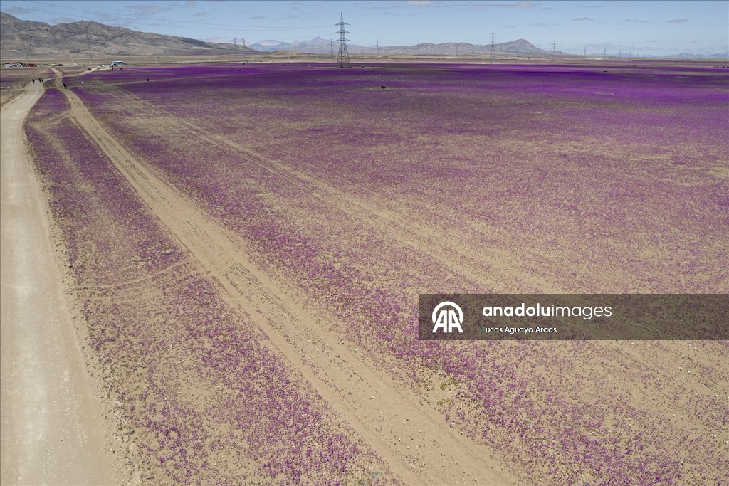 Dünyanın en kurak çölü olan Atacama Çölü, Şili’de olağandışı yağışların ardından çiçek açtı