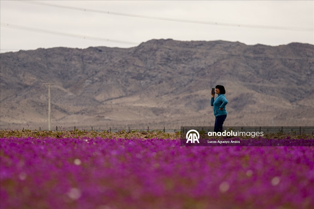 Dünyanın en kurak çölü olan Atacama Çölü, Şili’de olağandışı yağışların ardından çiçek açtı