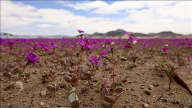 Dünyanın en kurak çölü olan Atacama Çölü, Şili’de olağandışı yağışların ardından çiçek açtı