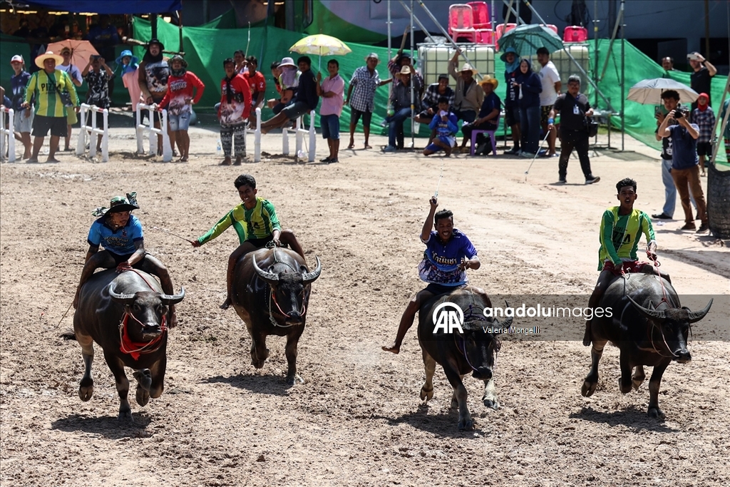 Tayland'da "Manda Yarışı Festivali”