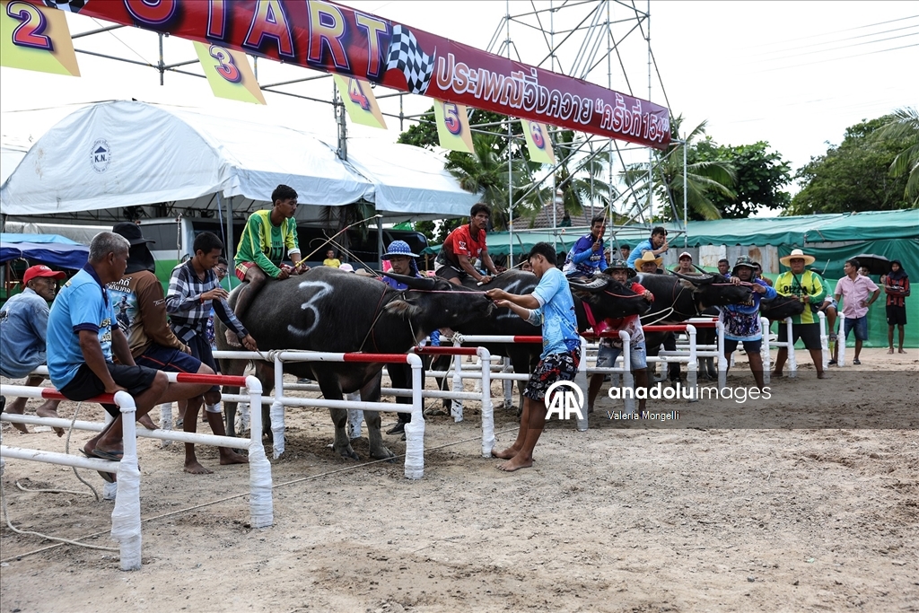 Tayland'da "Manda Yarışı Festivali”