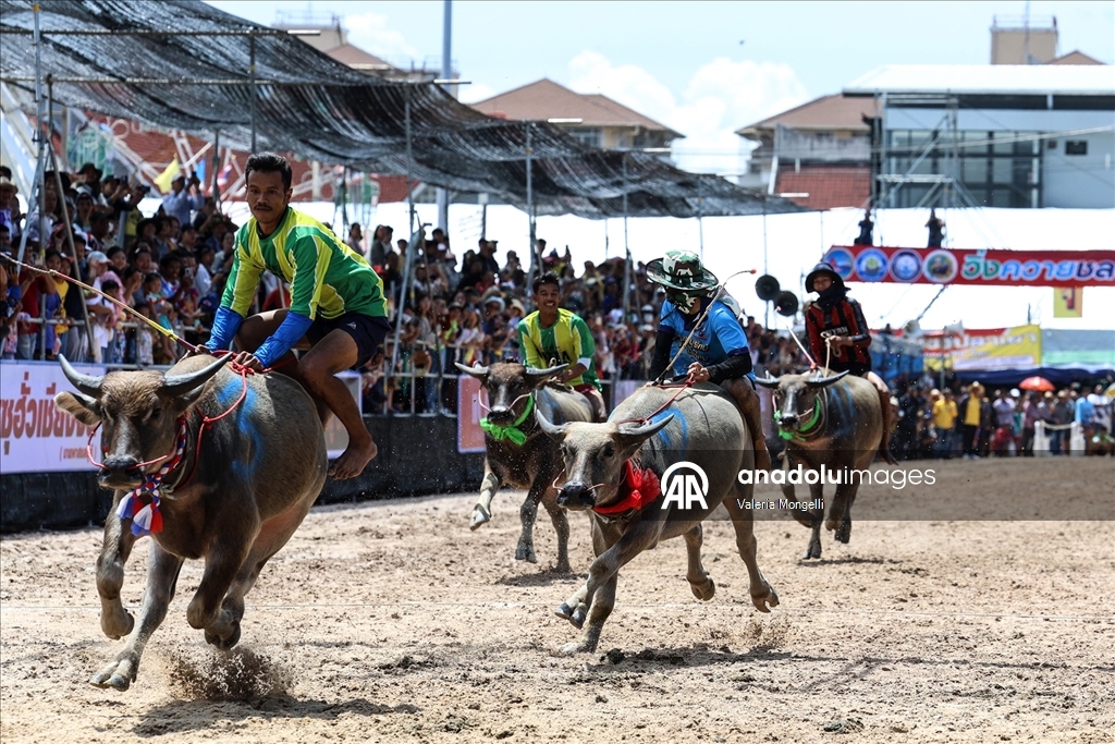 Tayland'da "Manda Yarışı Festivali”
