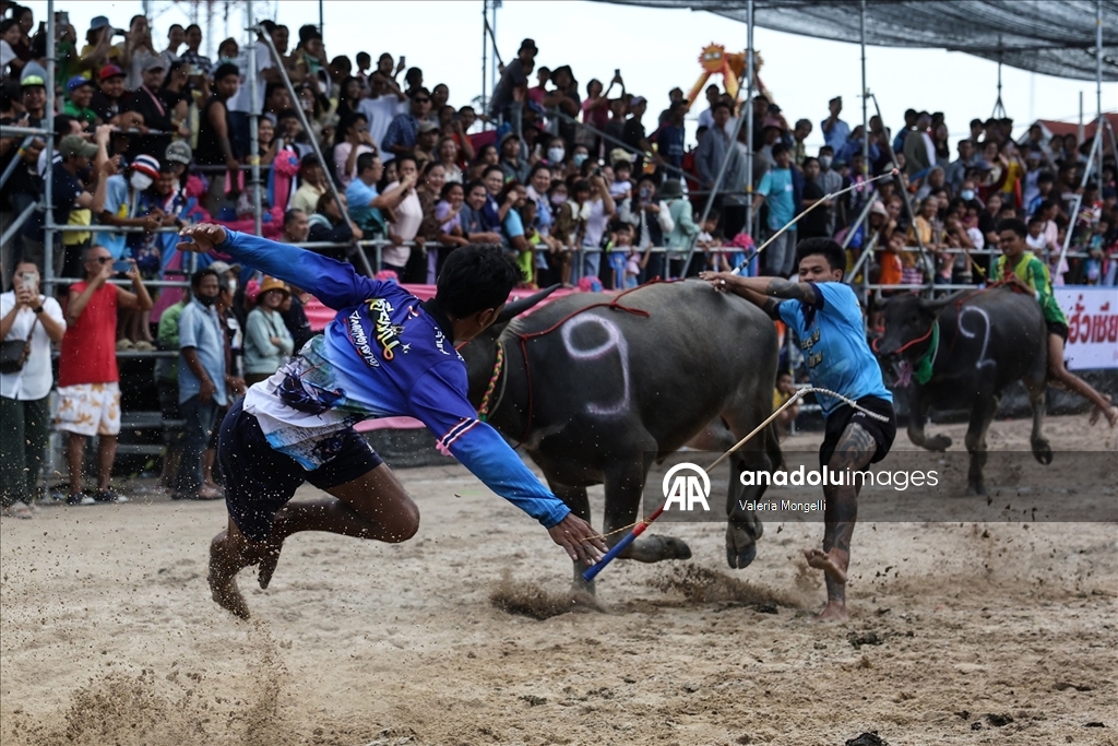 Tayland'da "Manda Yarışı Festivali”