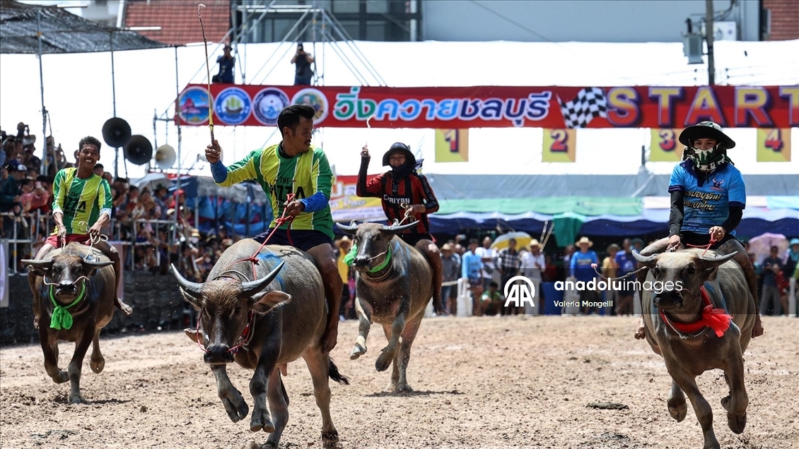 Tayland'da "Manda Yarışı Festivali”