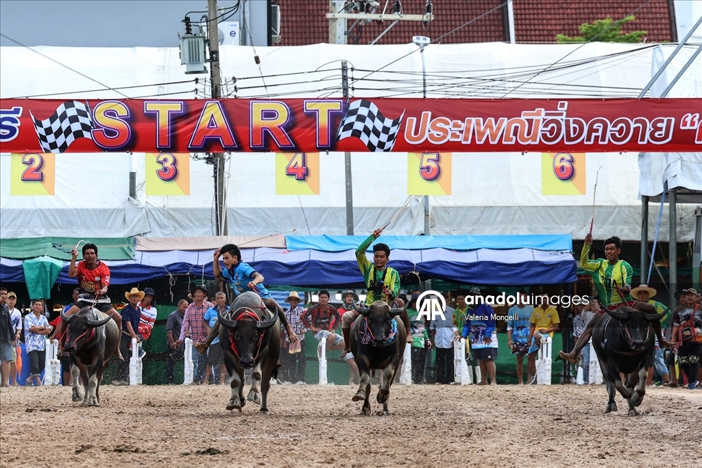 Tayland'da "Manda Yarışı Festivali”