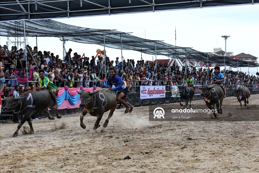 Tayland'da "Manda Yarışı Festivali”