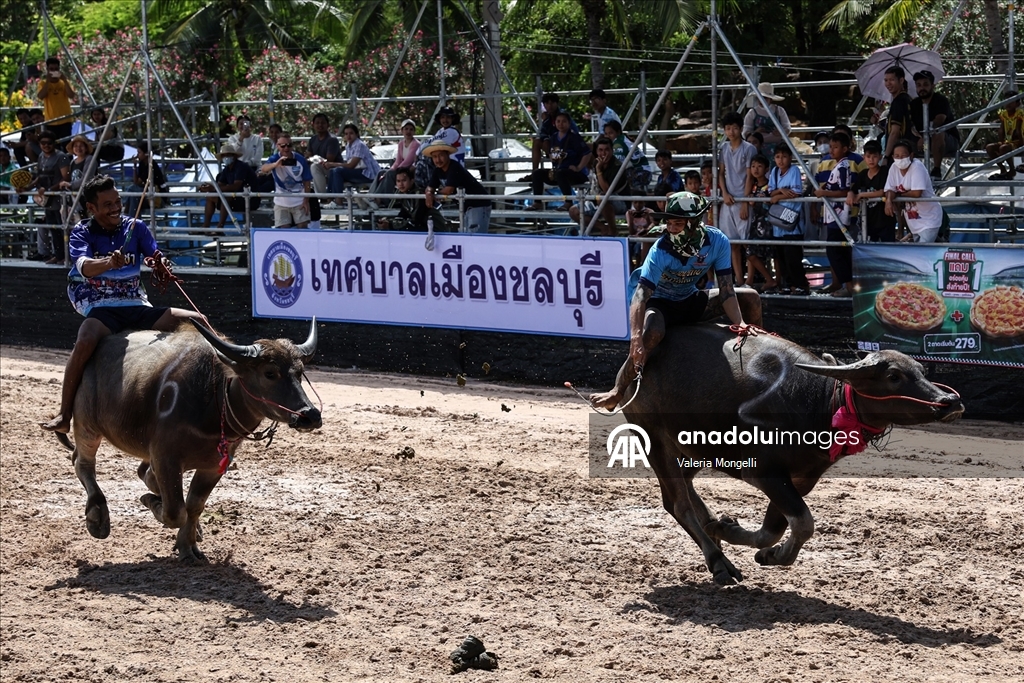 Tayland'da "Manda Yarışı Festivali”
