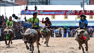 Tayland'da "Manda Yarışı Festivali”