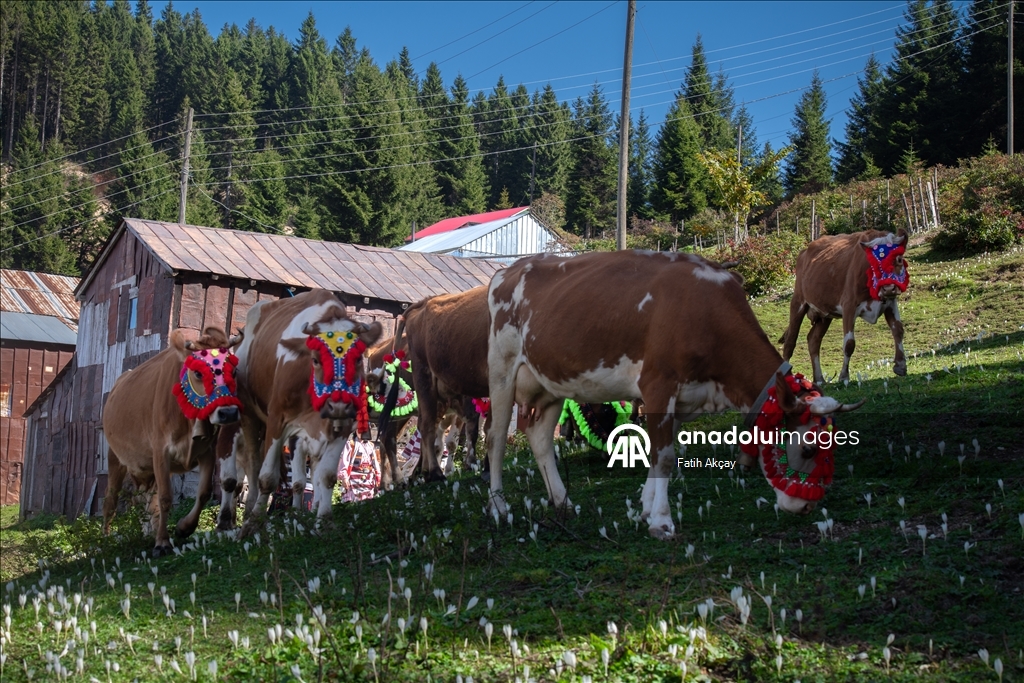 Şalpazarı’nda yayla göçü geleneği devam ediyor