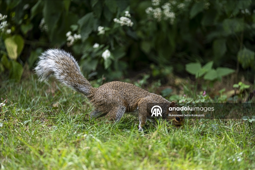 ABD'de günlük yaşam