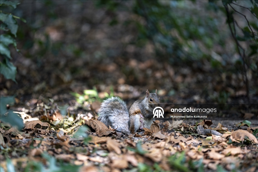 ABD'de günlük yaşam