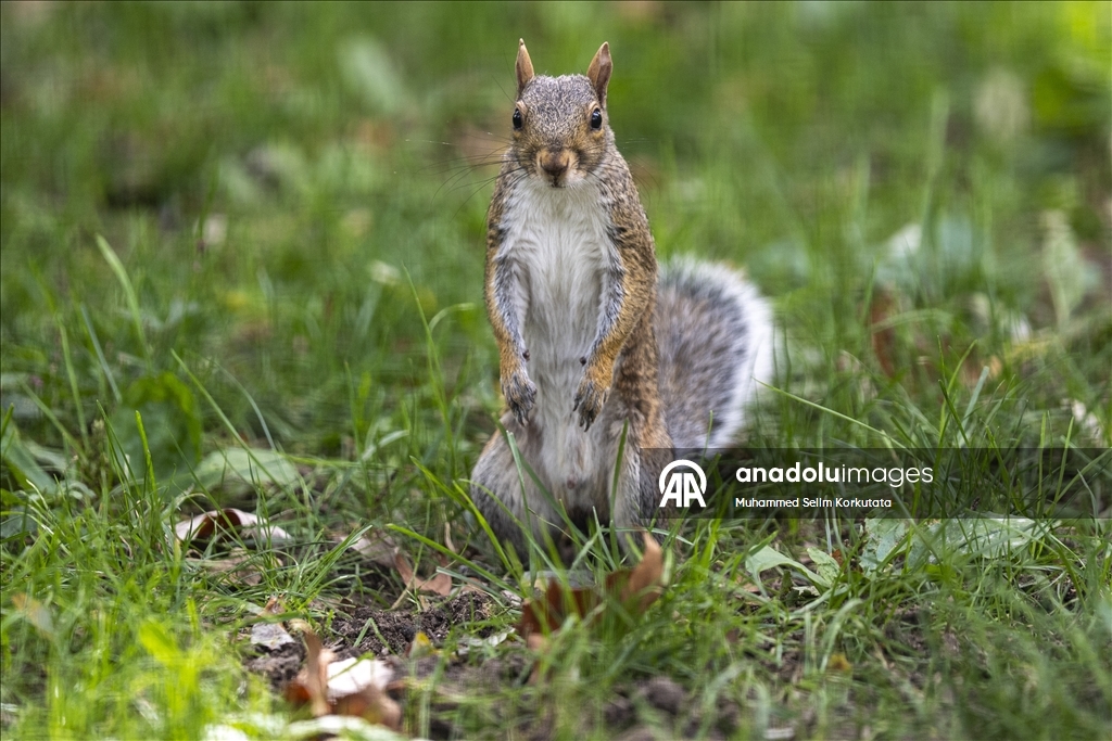 ABD'de günlük yaşam