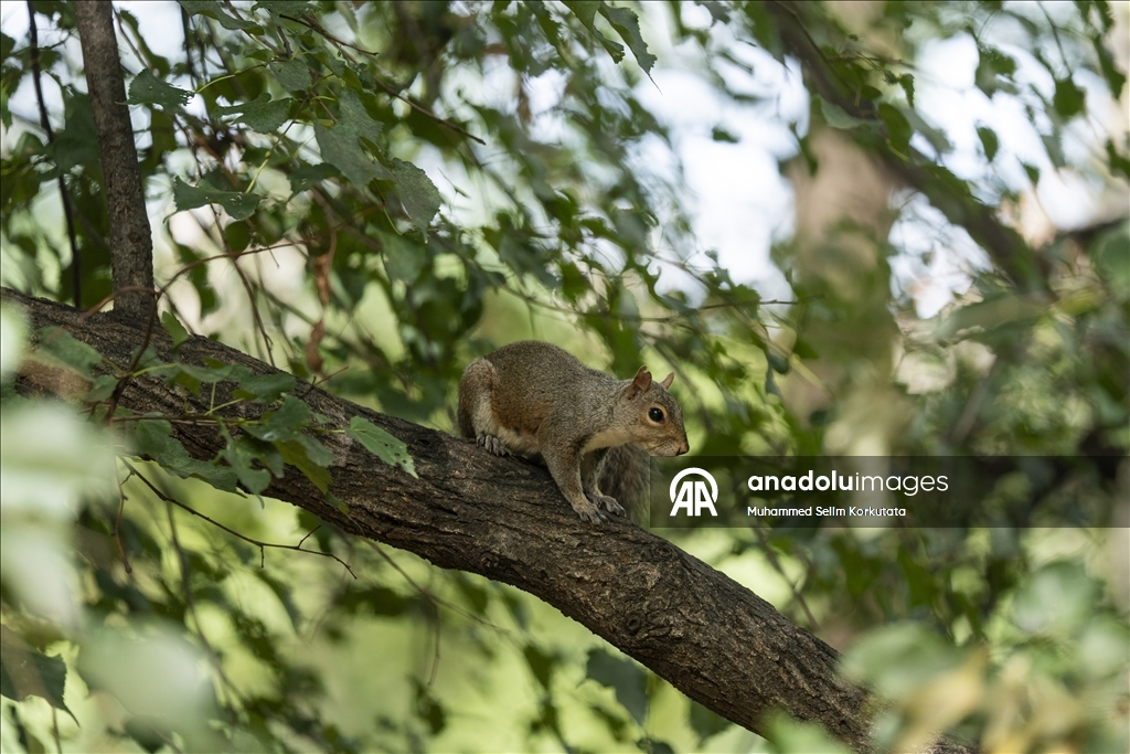 ABD'de günlük yaşam