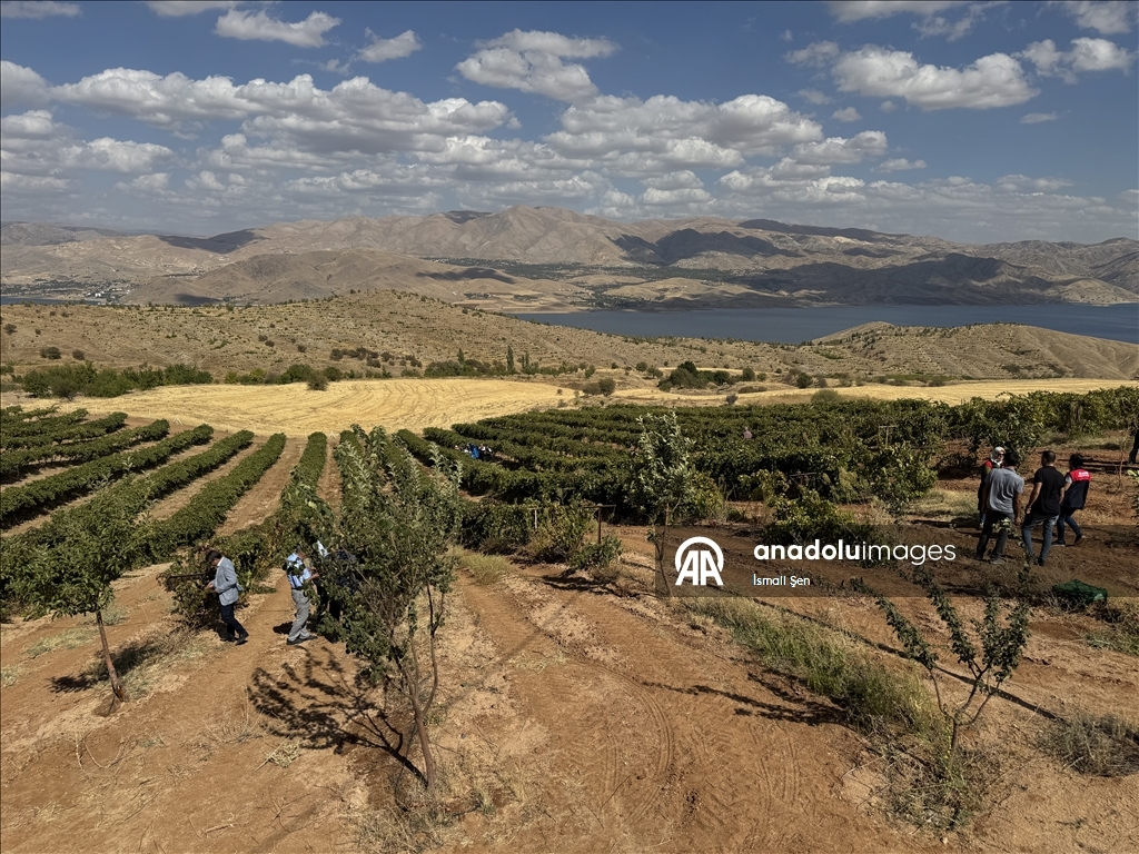 Çêkirina "orcik"ên tahma tescîlkirî ya Elezîzê dest pê kir