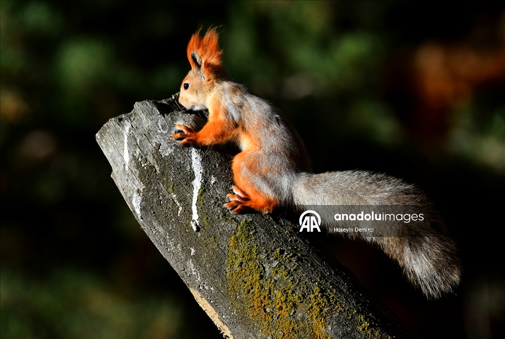 Red squirrels and woodpeckers forage in their habitats in Turkiye's Kars