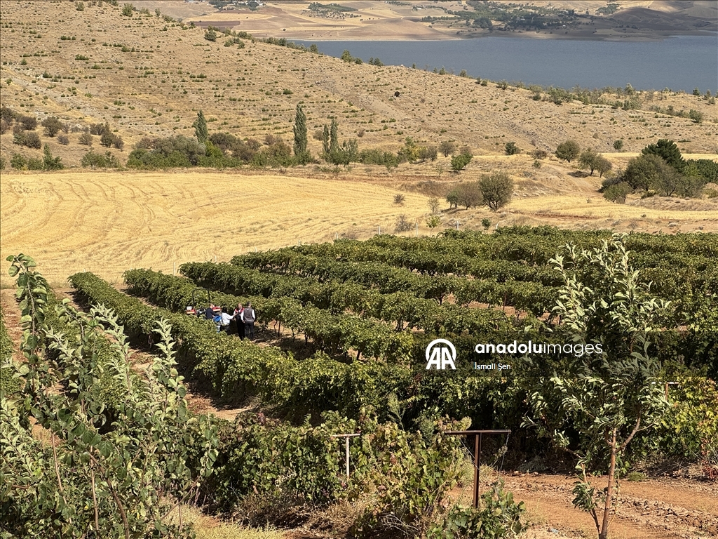 Çêkirina "orcik"ên tahma tescîlkirî ya Elezîzê dest pê kir