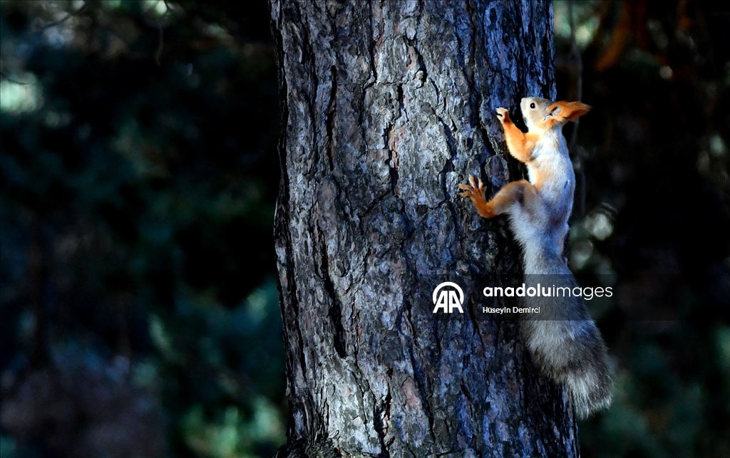 Red squirrels and woodpeckers forage in their habitats in Turkiye's Kars