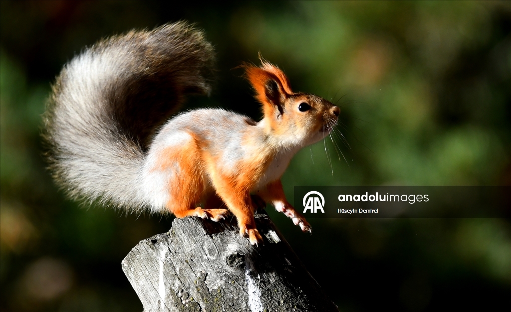 Red squirrels and woodpeckers forage in their habitats in Turkiye's Kars