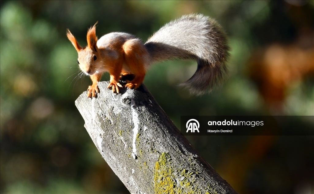 Red squirrels and woodpeckers forage in their habitats in Turkiye's Kars