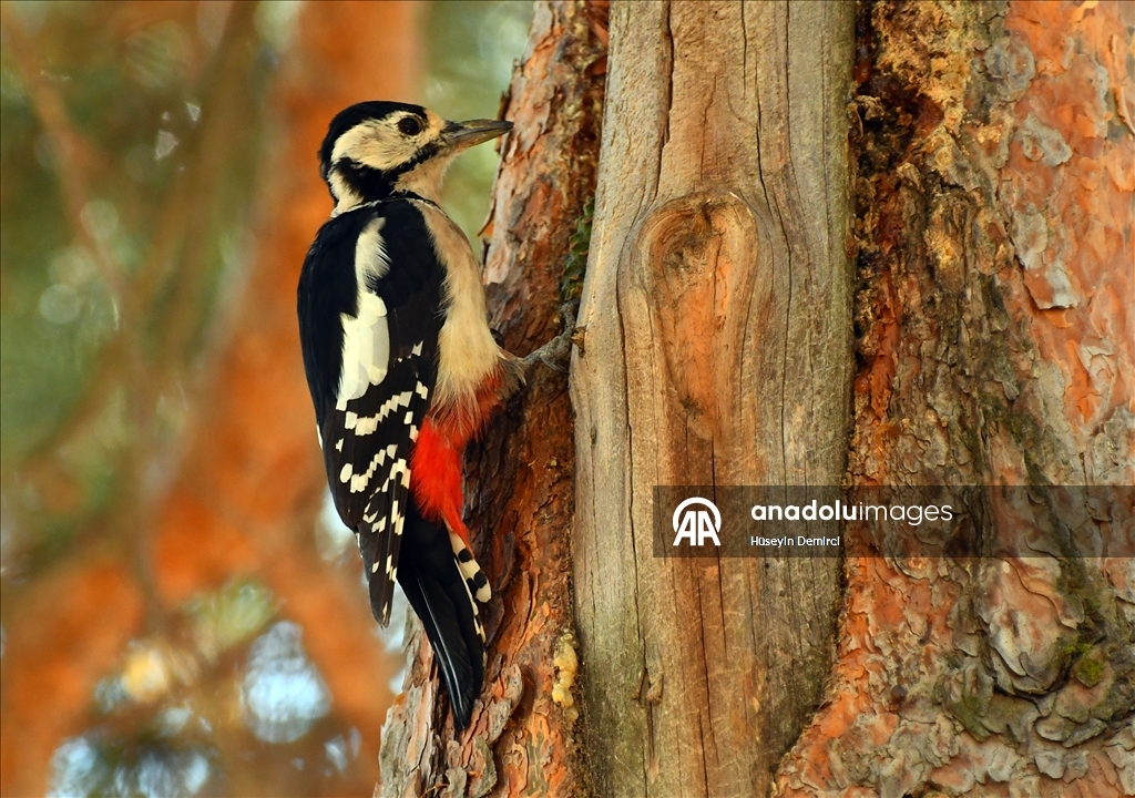 Red squirrels and woodpeckers forage in their habitats in Turkiye's Kars