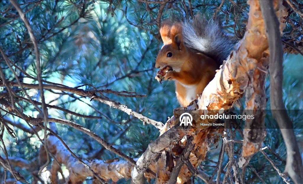 Red squirrels and woodpeckers forage in their habitats in Turkiye's Kars