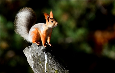 Red squirrels and woodpeckers forage in their habitats in Turkiye's Kars