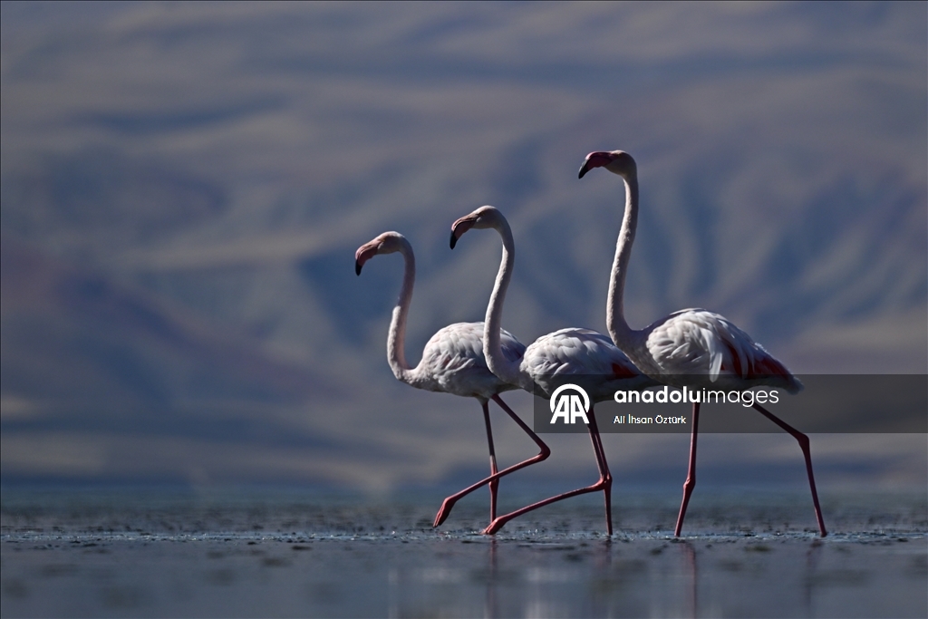 Lake Ercek hosts migratory flamingos in Turkiye's Van