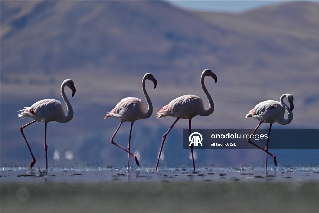 Lake Ercek hosts migratory flamingos in Turkiye's Van