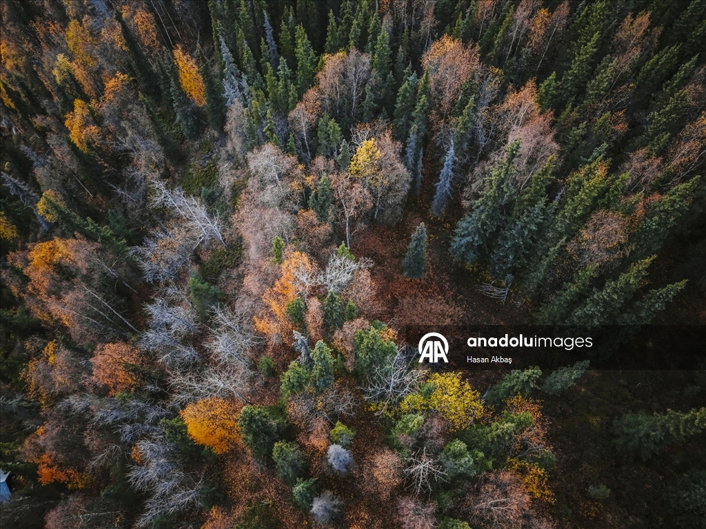 Alaska’da Sonbahar Büyüsü 