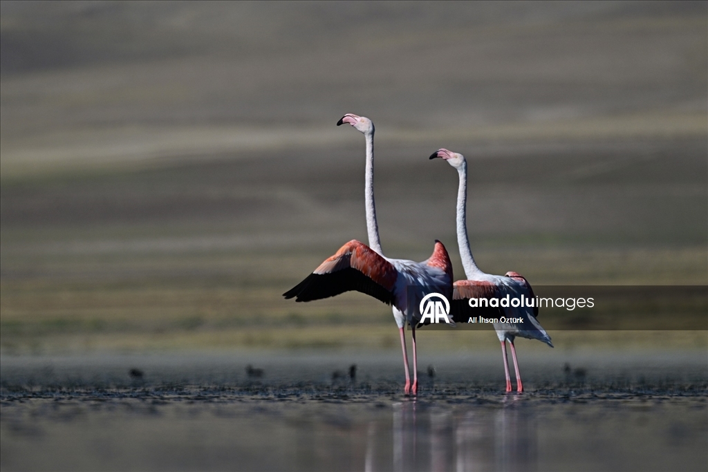 Erçek Gölü, göç eden flamingolara da ev sahipliği yapıyor
