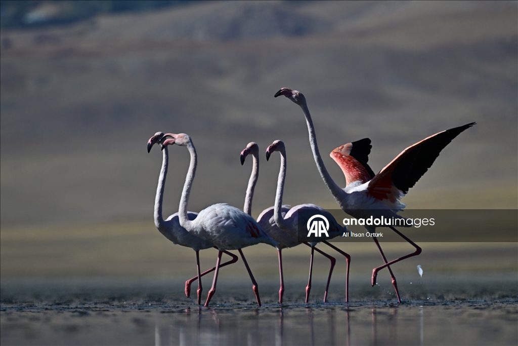 Lake Ercek hosts migratory flamingos in Turkiye's Van