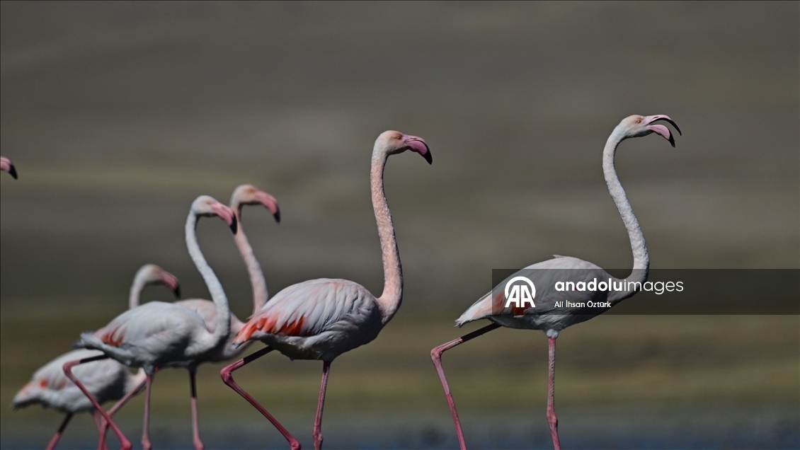 Lake Ercek hosts migratory flamingos in Turkiye's Van