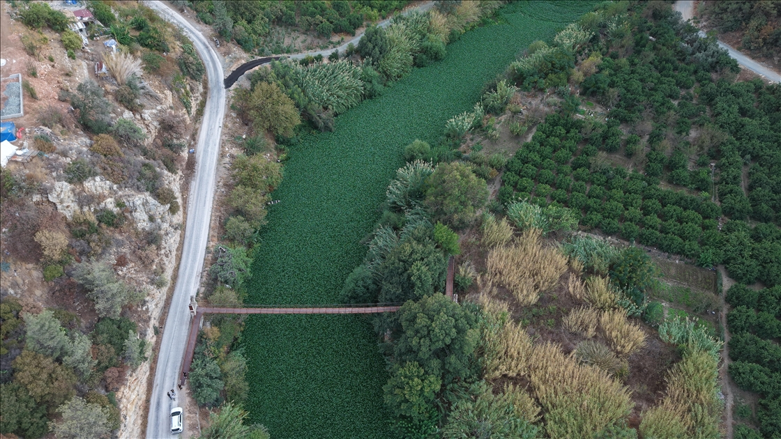Hatay'da Asi Nehri'ni yeniden su sümbülleri kapladı