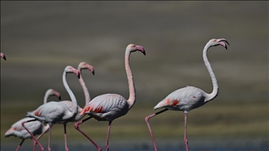 Lake Ercek hosts migratory flamingos in Turkiye's Van
